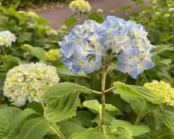 アジサイが咲き始めました